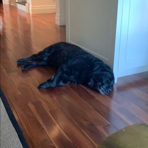 Meet your Posher, Samantha